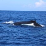 Private Charter Humpback Whale Watching & Dolphin Search - Why This Tour Offers Great Value