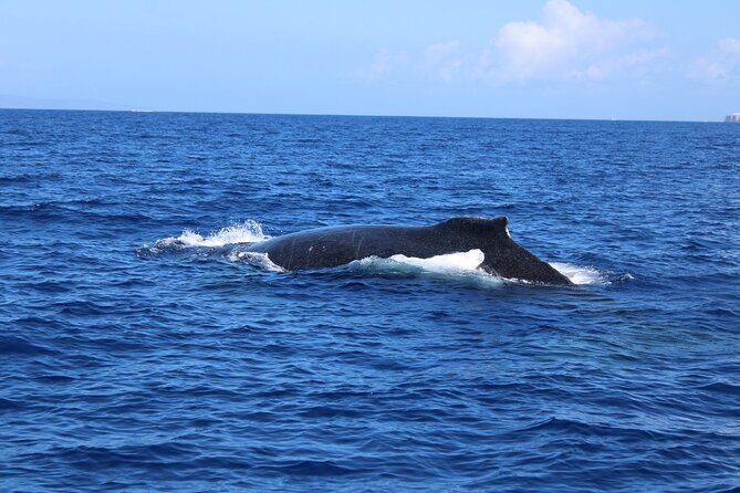 Private Charter Humpback Whale Watching & Dolphin Search - Why This Tour Offers Great Value