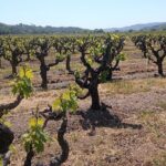 Private Chauffeured Winery Tour - The Experience: What You’ll Love