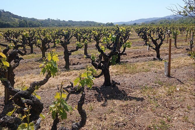 Private Chauffeured Winery Tour - The Experience: What You’ll Love