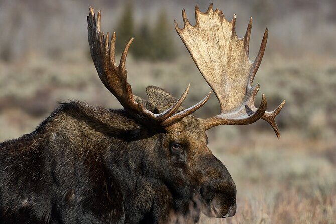 Private, Custom Yellowstone Wildlife Tours & Photo Safaris - What Travelers Say