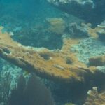 Private Customizable Shore Snorkel and Beach Lunch in Cozumel - The Practicalities