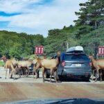 Private day tour to wildlife Parc Omega and Montebello lodge from Montreal - FAQ