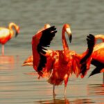 Private Day Trip Ek Balam & Pink Paradise Ruins to Rainbow Lakes - Río Lagartos and Las Coloradas: Natural Wonders & Wildlife