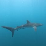 Private Dive Boat for Certified Divers - Cabo San Lucas - Diving Experience and Value