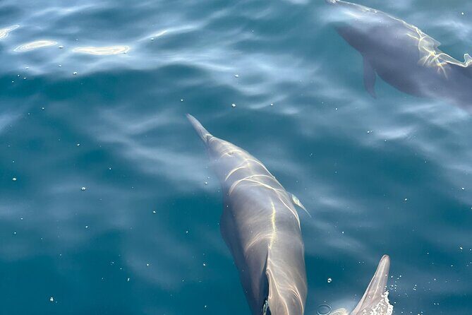 Private Dolphin and Turtle Tour Season - FAQ