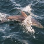 Private Dolphin Sightseeing Tour for up to 6, Pensacola Bch - How This Tour Fits Into Your Pensacola Trip