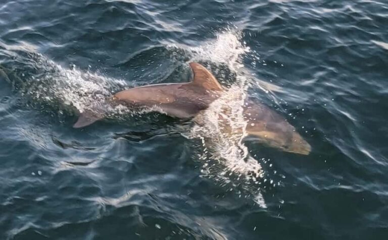 Private Dolphin Sightseeing Tour for up to 6, Pensacola Bch - How This Tour Fits Into Your Pensacola Trip