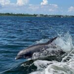 Private Dolphin Tour with Secluded Beach/Snorkel Stop - Why This Tour Offers Great Value