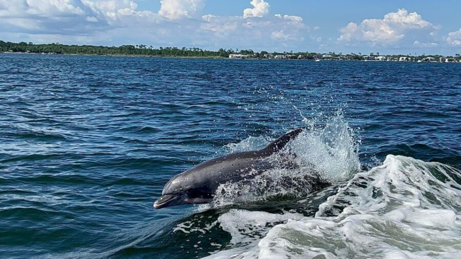 Private Dolphin Tour with Secluded Beach/Snorkel Stop - Why This Tour Offers Great Value