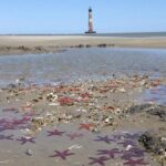 Private Dolphin Watch, Lighthouse and Ecological Boat Tours - The Practical Side: Booking and Pricing