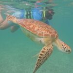 Private Experience in Akumal with Snorkeling - The Itinerary: What to Expect