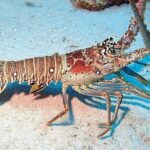 Private Fun Fishing Charter - Who Will Love This Experience?