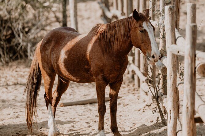 Private Guided Equine Meditation in Baja California - The Practical Details