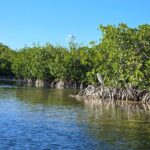 Private Guided Mangrove Eco-Tour Adventure - Who Should Consider This Tour?