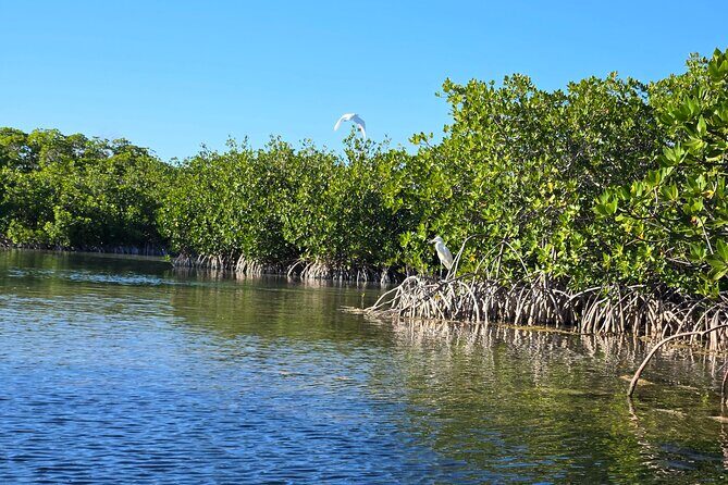 Private Guided Mangrove Eco-Tour Adventure - Who Should Consider This Tour?