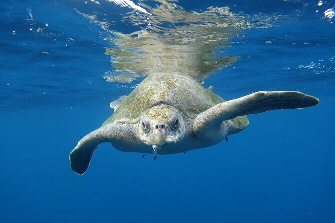 Private Guided Snorkeling in Cabo San Lucas - A Splash of Authenticity and a Touch of Comfort
