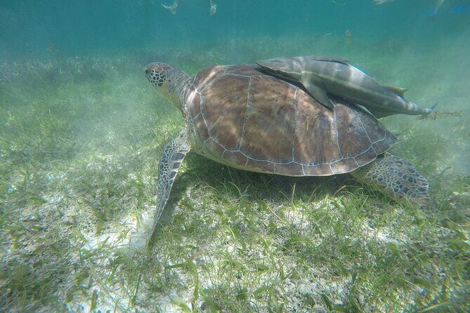 Private Half Day Swim with Turtles and Cenote - What Makes This Tour Stand Out?