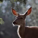 Private Highlight's Tour of Yellowstone National Park - Who Will Love This Yellowstone Tour?