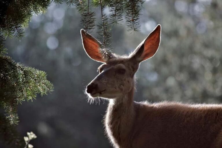 Private Highlight's Tour of Yellowstone National Park - Who Will Love This Yellowstone Tour?