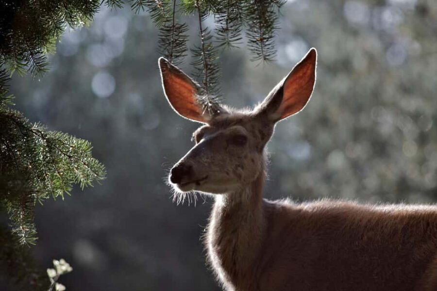 Private Highlight's Tour of Yellowstone National Park - Who Will Love This Yellowstone Tour?