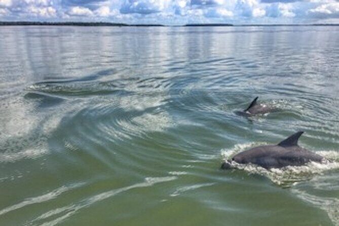 Private Hilton Head Dolphin Tour - Why this tour suits certain travelers