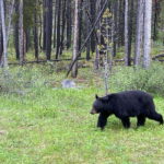 Private Icefields Parkway Tour w/ Lake Louise & Moraine Lake - Value and Practicalities