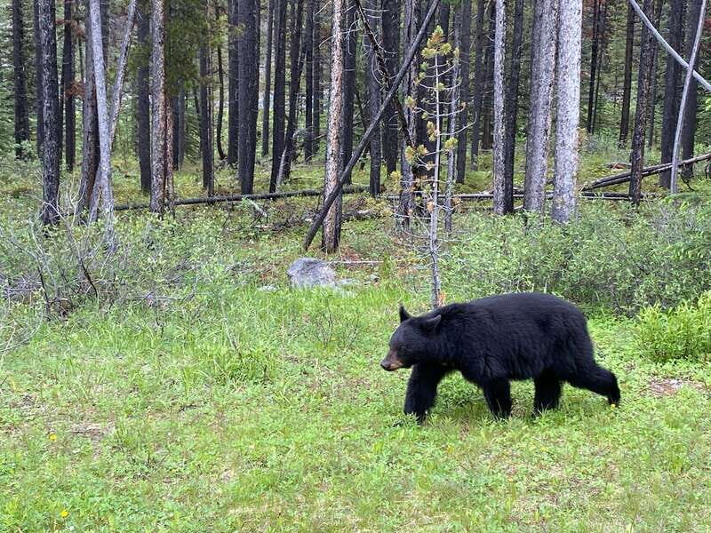 Private Icefields Parkway Tour w/ Lake Louise & Moraine Lake - Value and Practicalities