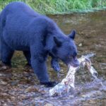 Private Ketchikan Wildlife and Sightseeing Tour - What a Typical Day Looks Like
