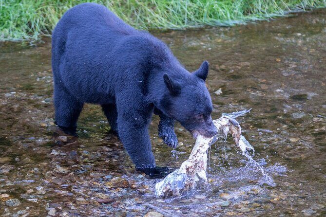 Private Ketchikan Wildlife and Sightseeing Tour - What a Typical Day Looks Like