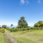 Private Kona Coffee and National Historic Parks Tour - What Travelers Say