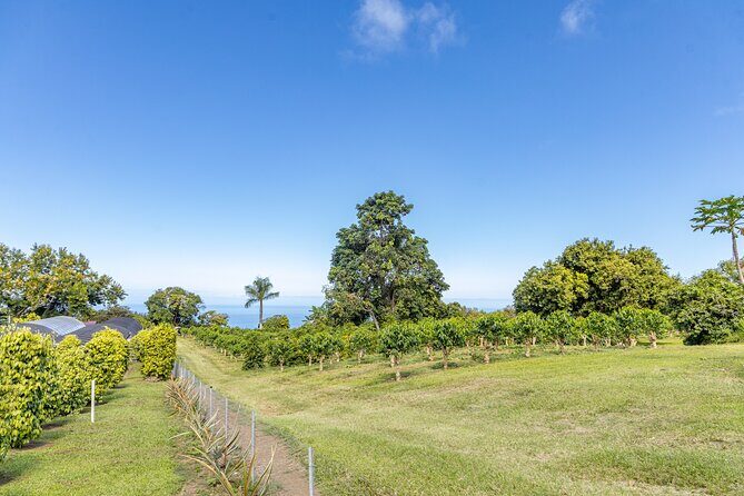 Private Kona Coffee and National Historic Parks Tour - What Travelers Say