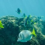 Private Los Cabos snorkeling tour to Chileno bay and Santa Maria cove - A Closer Look at the Experience