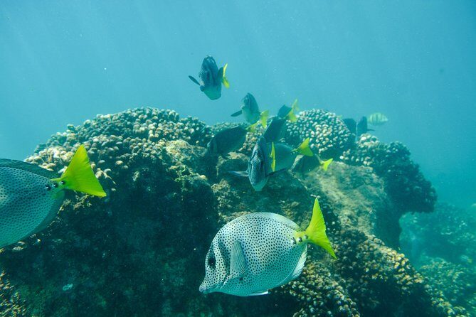 Private Los Cabos snorkeling tour to Chileno bay and Santa Maria cove - A Closer Look at the Experience