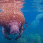 Private Manatee Snorkel Tour with FREE Photo Package - Who Is This Tour Best Suited For?