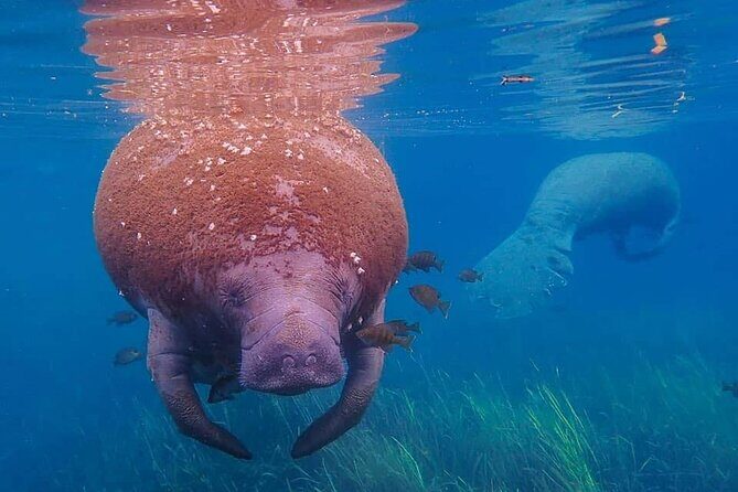 Private Manatee Snorkel Tour with FREE Photo Package - Who Is This Tour Best Suited For?