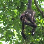 Private Monkey Sanctuary Trails with Zipline Canoe and Cenote - Practical Details and What to Expect