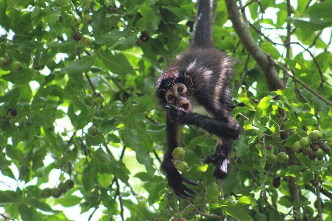 Private Monkey Sanctuary Trails with Zipline Canoe and Cenote - Practical Details and What to Expect