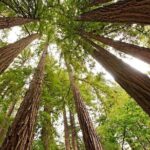 Private Muir Woods, Sausalito, and Marin Headlands Tour - The Value of a Private Tour