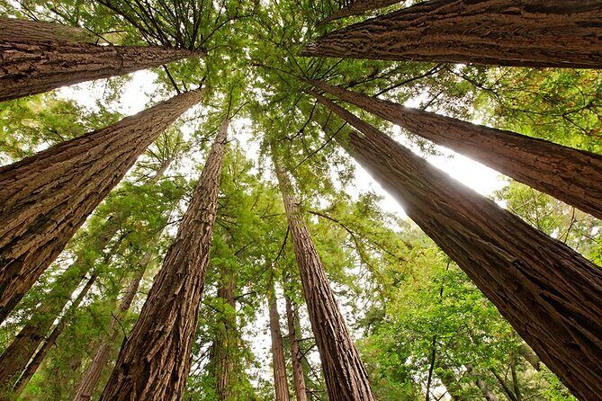 Private Muir Woods, Sausalito, and Marin Headlands Tour - The Value of a Private Tour