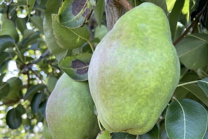 Private Multnomah Falls, Train Ride, & Wine Tour - Whats Included and Whats Not