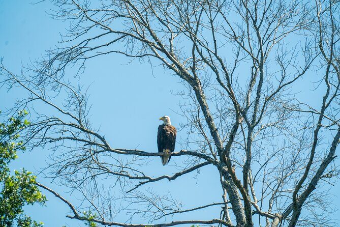 Private New Orleans Airboat Adventure - An Introduction to the Experience