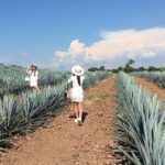 Private One Day Adventure Tour in Tequila and José Cuervo Tequila - Practical Details & What It All Means
