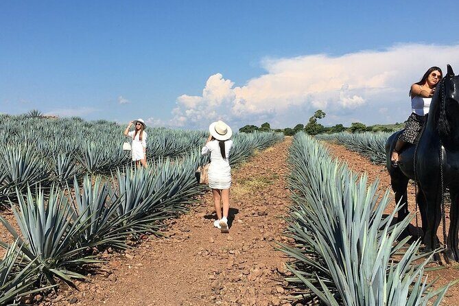 Private One Day Adventure Tour in Tequila and José Cuervo Tequila - Practical Details & What It All Means