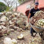 Private One Day Adventure Tour in Tequila and La Fortaleza Distillery - What’s Included & What to Expect
