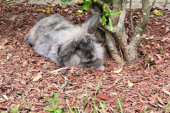 Private Rabbit and Chicken Petting Experience in Navarre - The Value of a Private, Personalized Experience