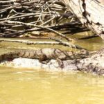 Private Rio Lagartos Flamingo and pink lakes - The Price and Its Value