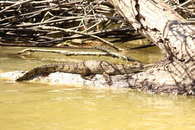 Private Rio Lagartos Flamingo and pink lakes - The Price and Its Value