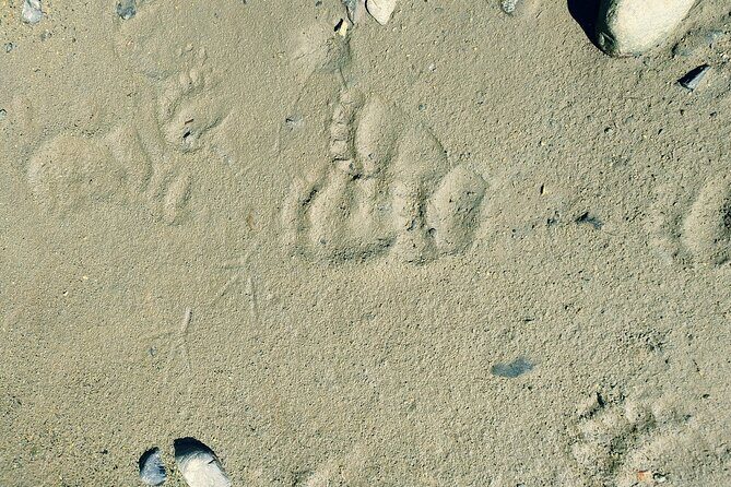 Private Seaplane & Wilderness Hiking Tour to Tongass NF - Practical Considerations