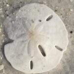 Private Shell Key Island Adventure Dolphins And Shells - An In-Depth Look at the Tour Experience